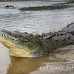 crocodile_american_tar_h_1095_cos2041.jpg